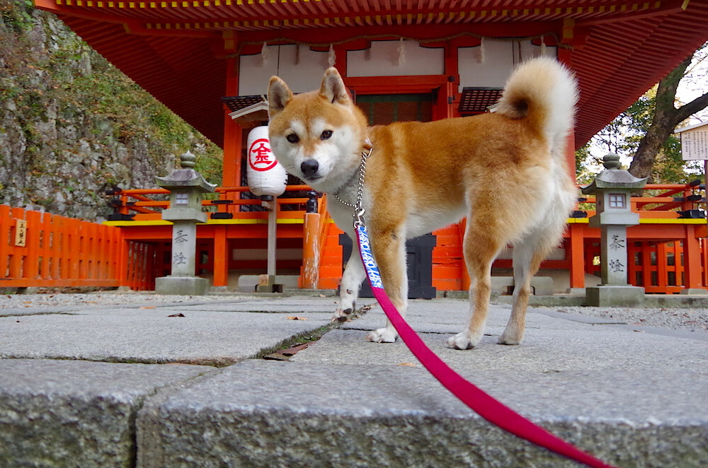 九游APP官网-【球桌升级】新型智能球桌助推斯诺克竞技水平提升，斯诺克球桌怎么拆卸